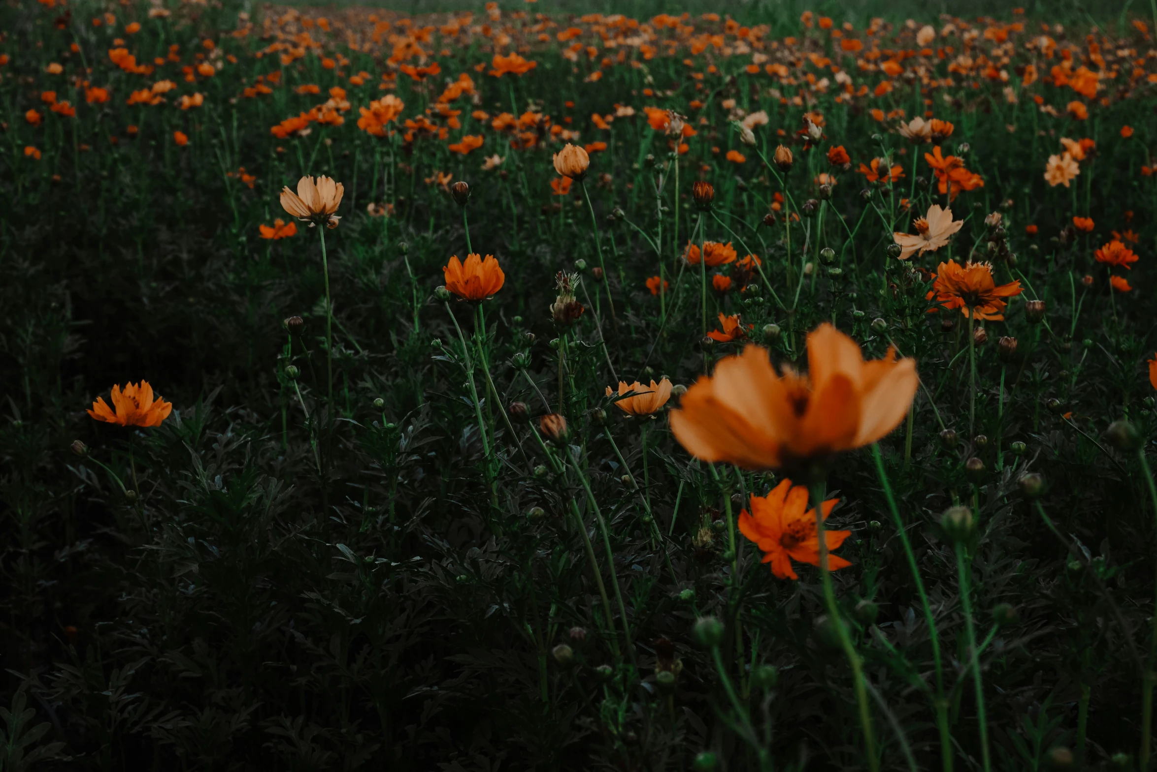 the field has many orange flowers on it