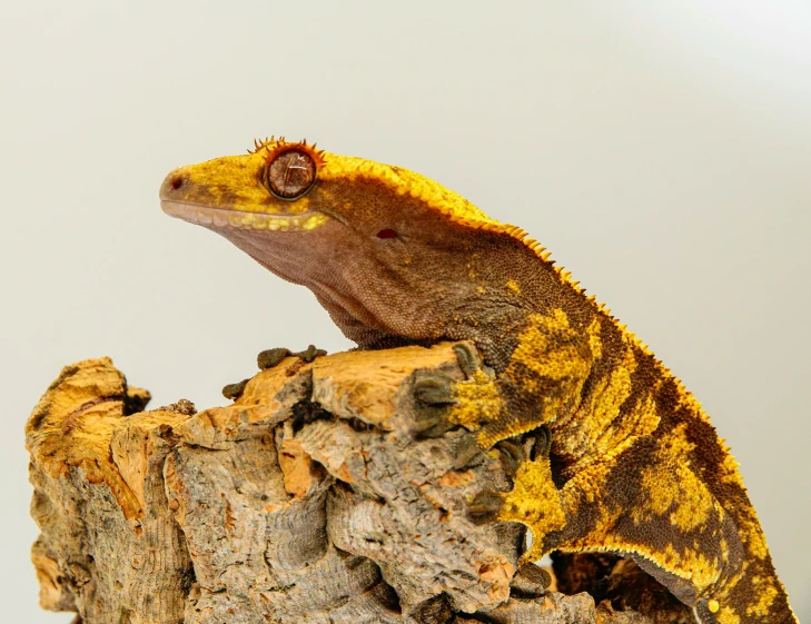 a lizard resting on a tree stump