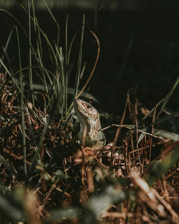 an ornate lizard, hiding in a small patch of grass