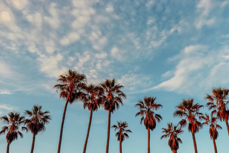 the view looking up at the palm trees