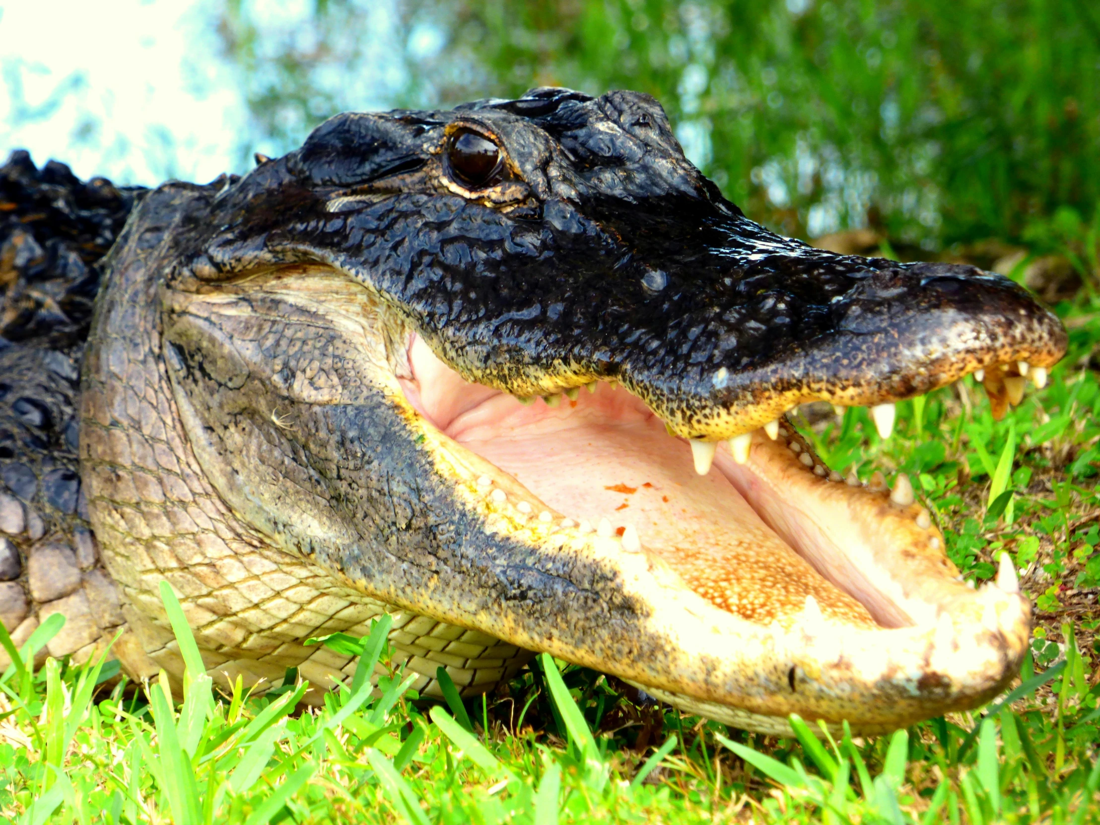 a big alligator laying in the grass with its mouth open