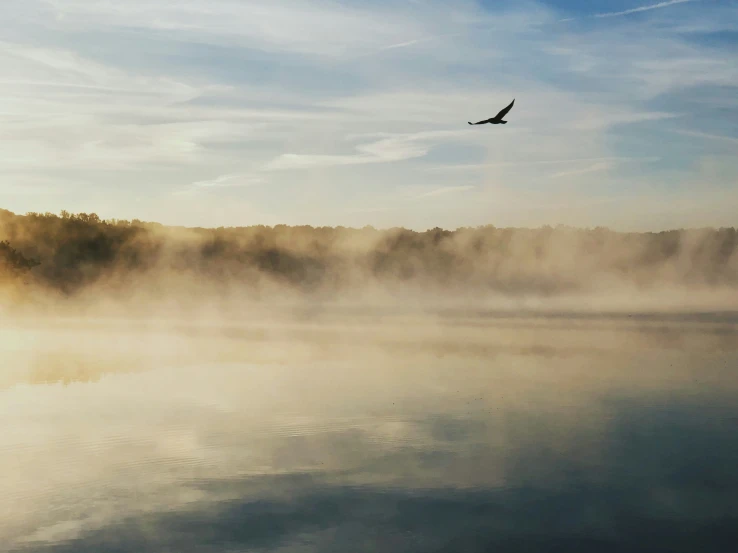 a bird flying over a body of water