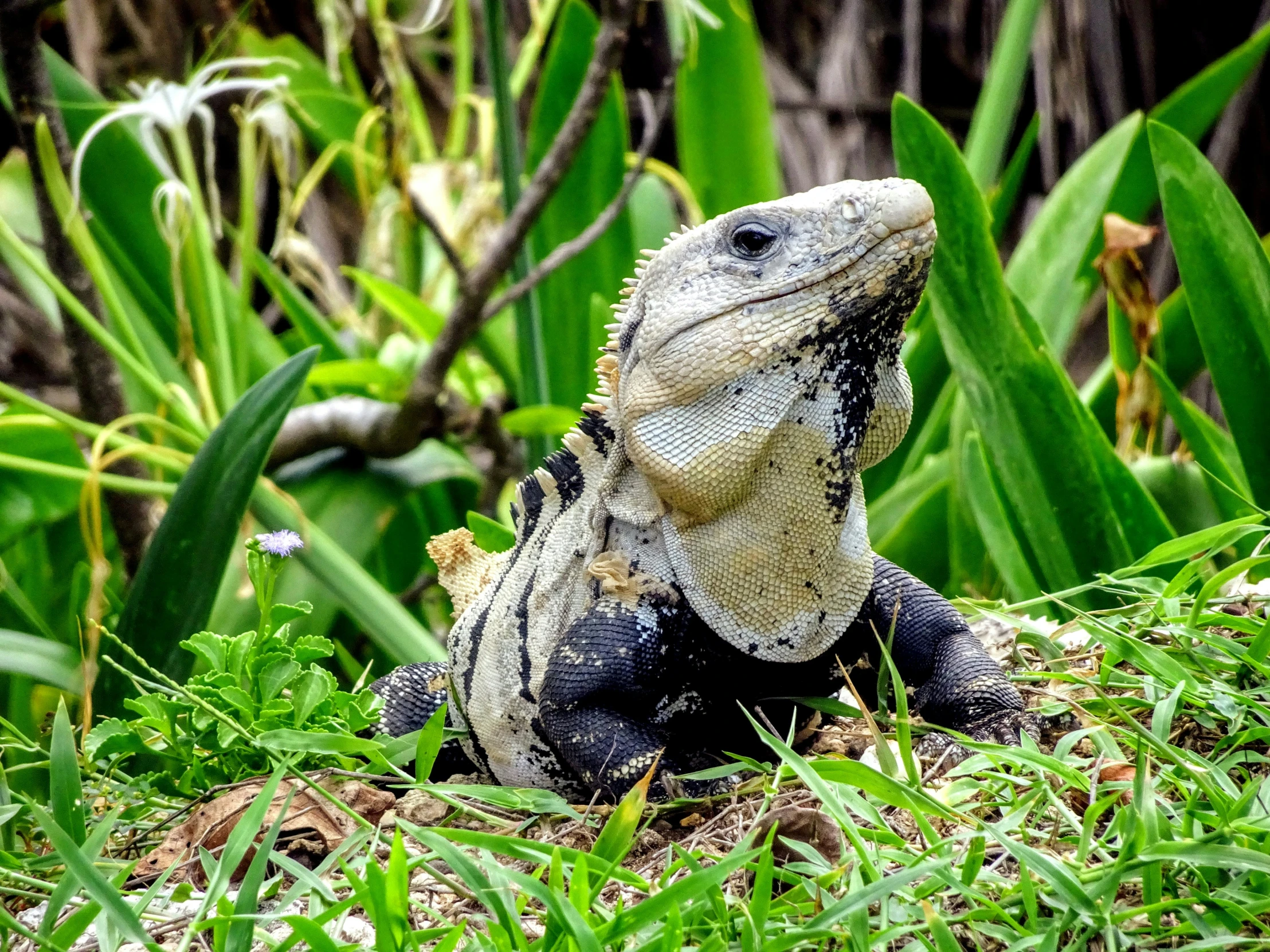 iguana basking in the grass of the jungle