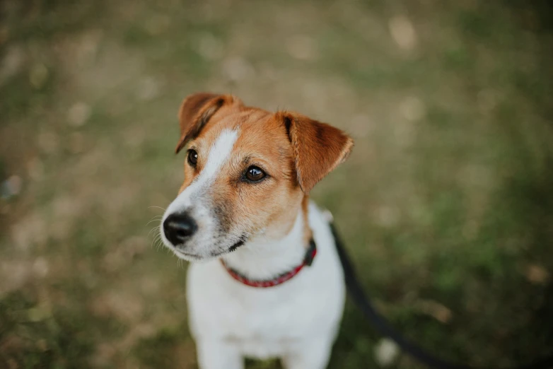 a dog with a red collar on standing in the grass