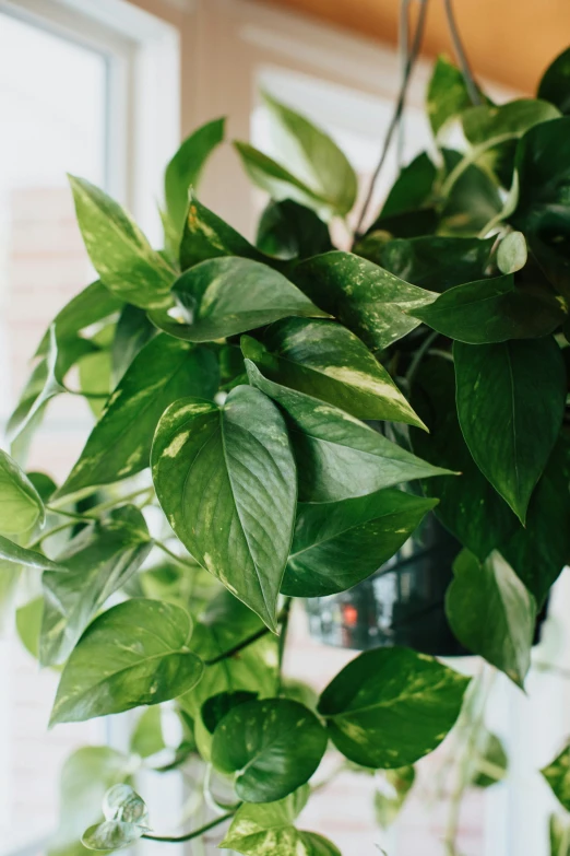 the green leaves are hanging down in a room