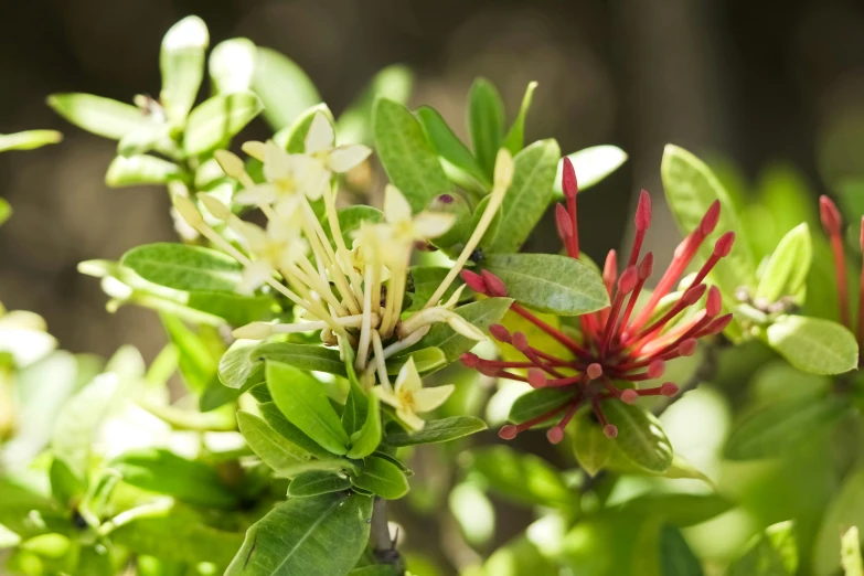 the red and white flowers on this small tree are blooming