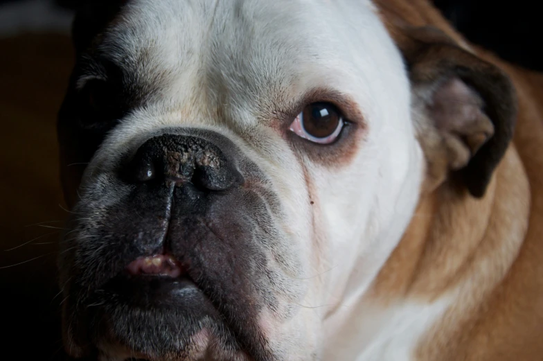 a brown and white dog has it's mouth open