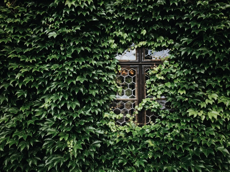 a close up view of an old window surrounded by ivy