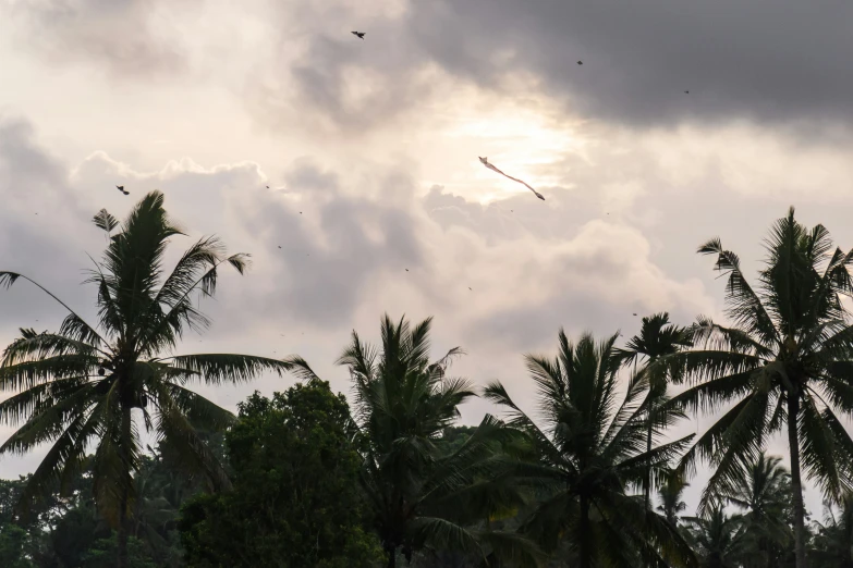 palm trees and some kind of kite flying in the sky