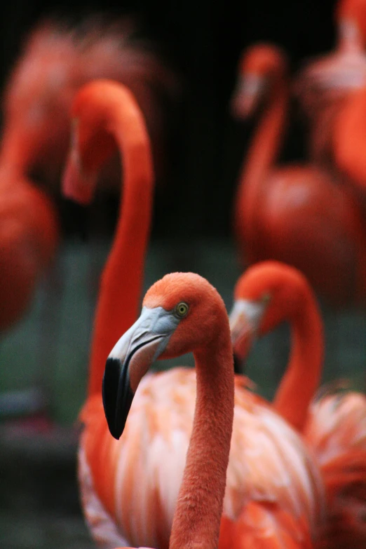 flamingos standing around each other in an enclosure