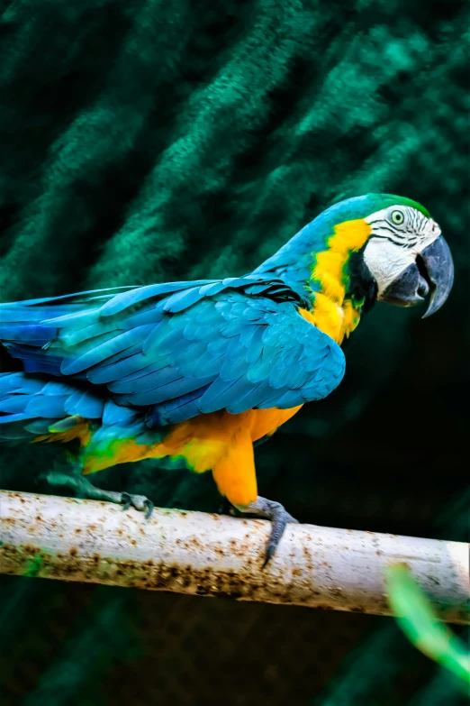 a parrot with bright blue, green and yellow feathers perched on a nch