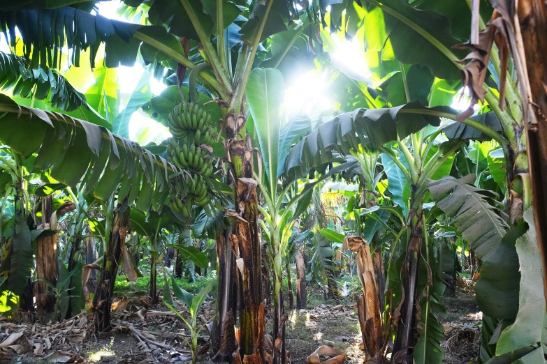 trees and other plants in an open area with sun light coming through them