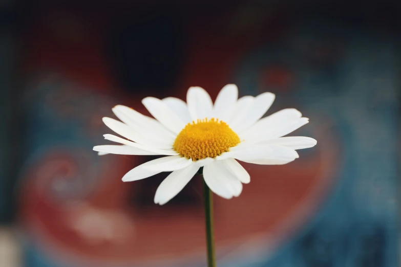 this is a white and yellow flower on a stem