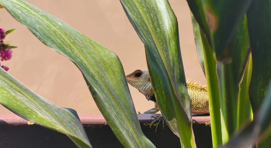 a small bird on the side of a plant