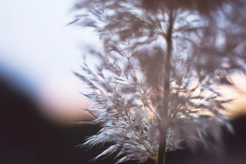 the blurry image shows a very delicate plant