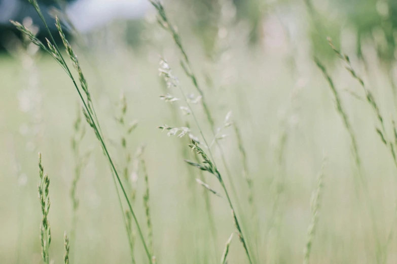 a tall grass field in the foreground with blurry green plants