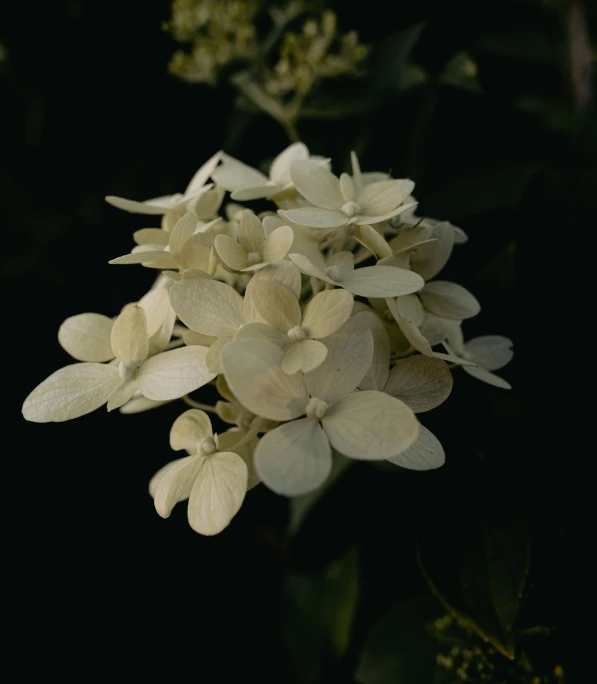 some white flowers on a tree with lots of leaves