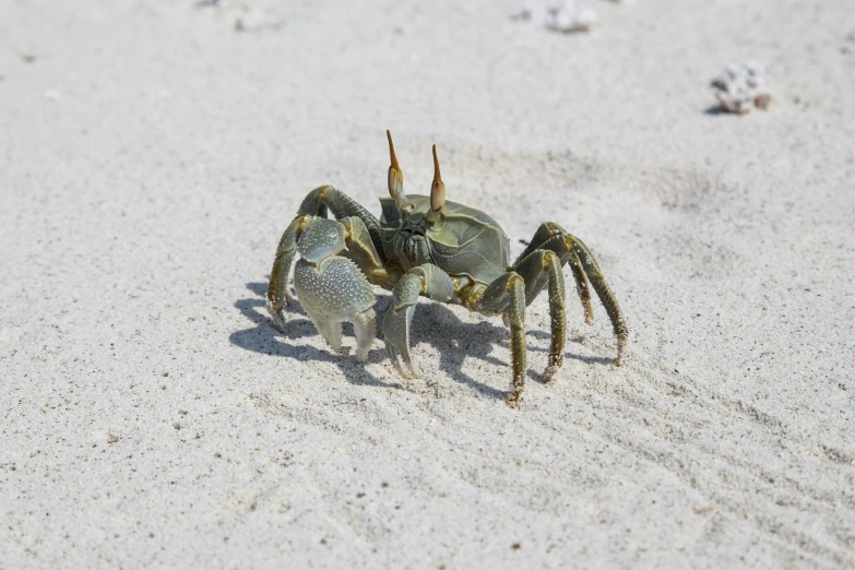 a crab sitting in the sand at the beach