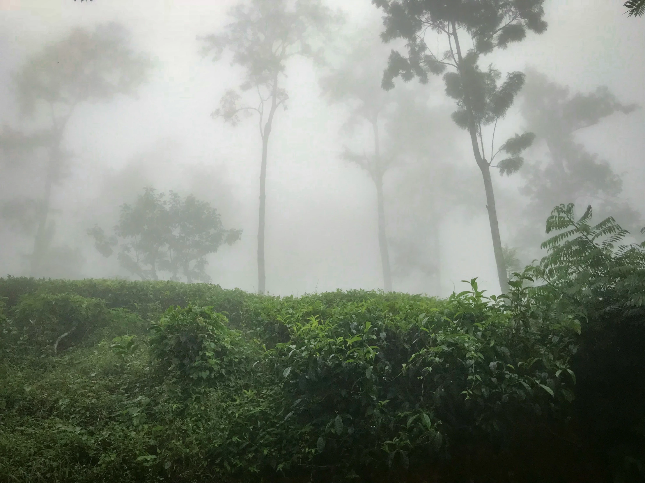 a person standing on a dirt hill in the fog