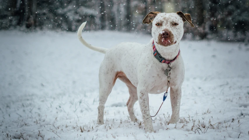 a white dog with a brown muzzle standing in the snow