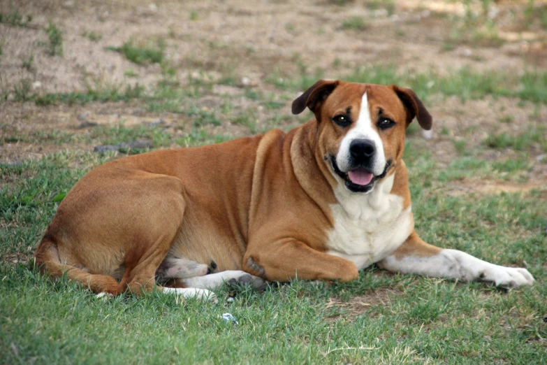 a dog lying on the grass with it's mouth open