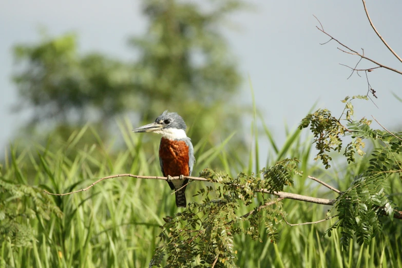 a small bird sitting on top of a nch