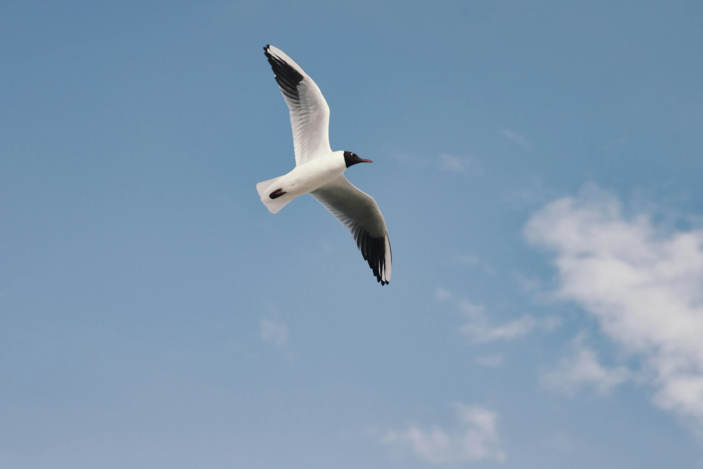 a seagull flying up in the sky on a sunny day