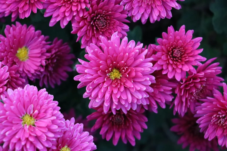 a bunch of pink flowers growing together in a garden