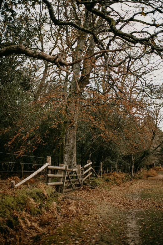 there is a wooden fence next to a tree