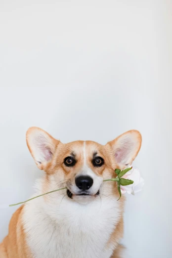 a small brown and white dog holding a flower
