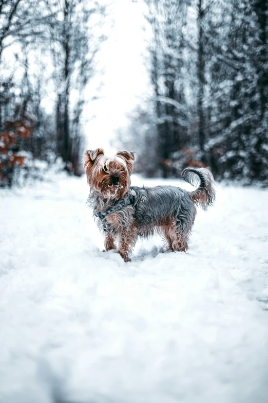 a small dog standing on a snowy field