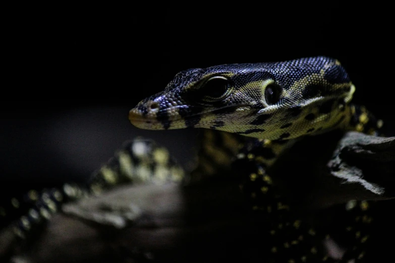 a reptiled animal standing on top of a leaf