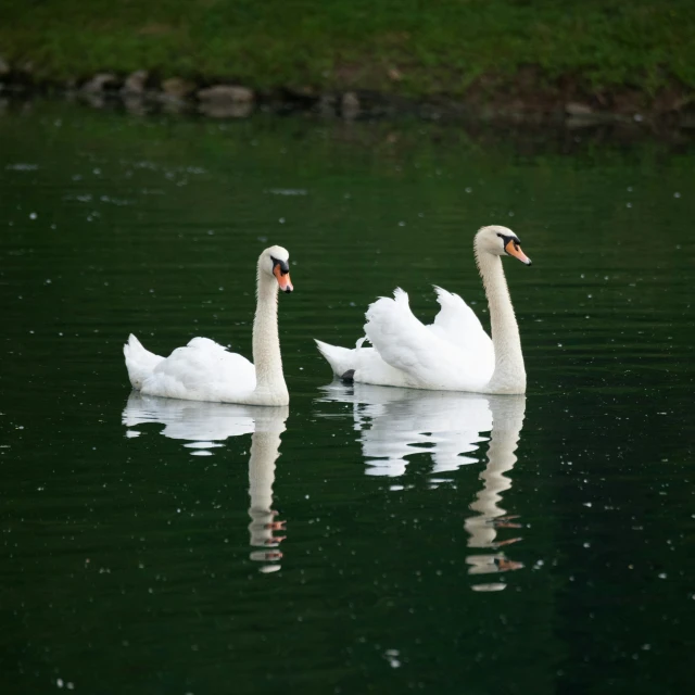 two swans sitting next to each other in the water