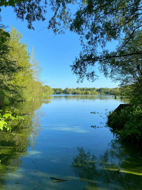 a body of water surrounded by lots of trees