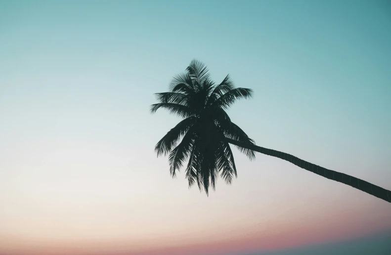 the silhouette of two palm trees and a clear sky