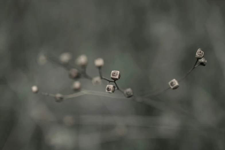 small white flowers on a tree nch with blurry background