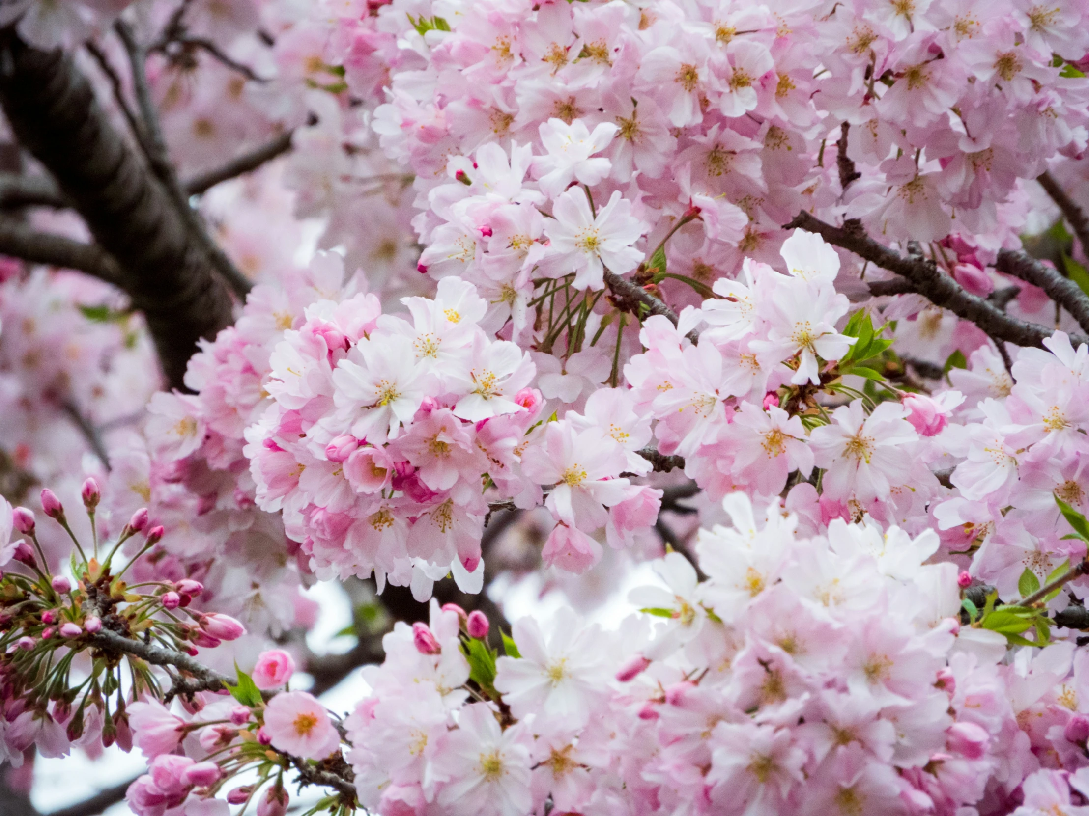 a tree in blossom with lots of pink flowers on it