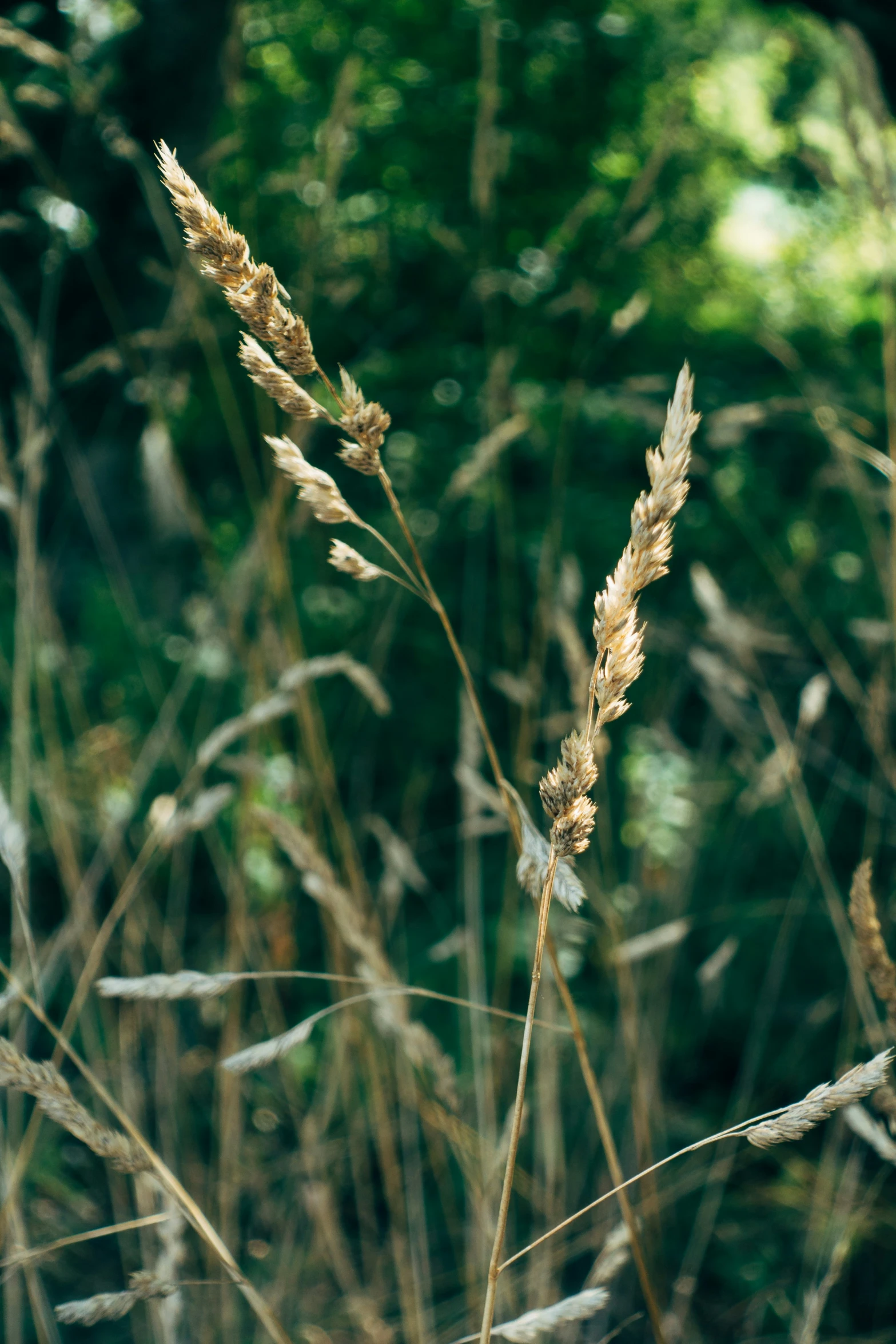 some tall dry grass and plants in a field