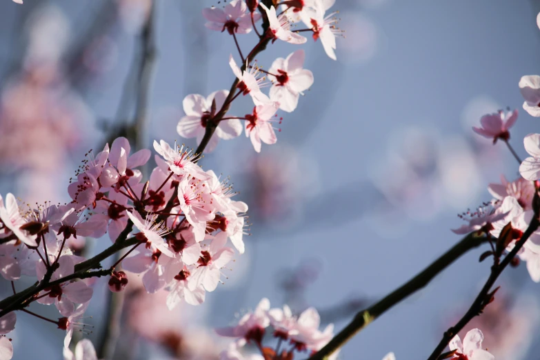 a bunch of pink flowers on a tree with blue sky in background