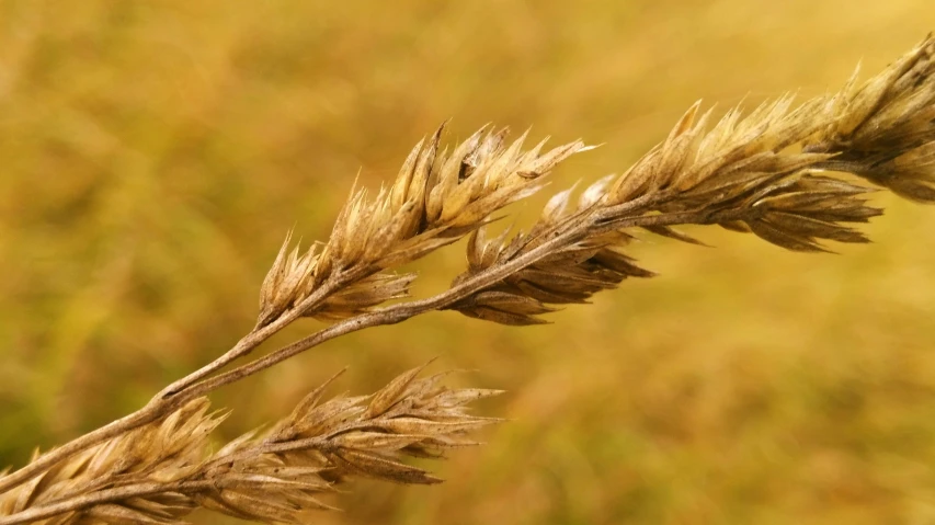 a plant with very tiny leaves in a field