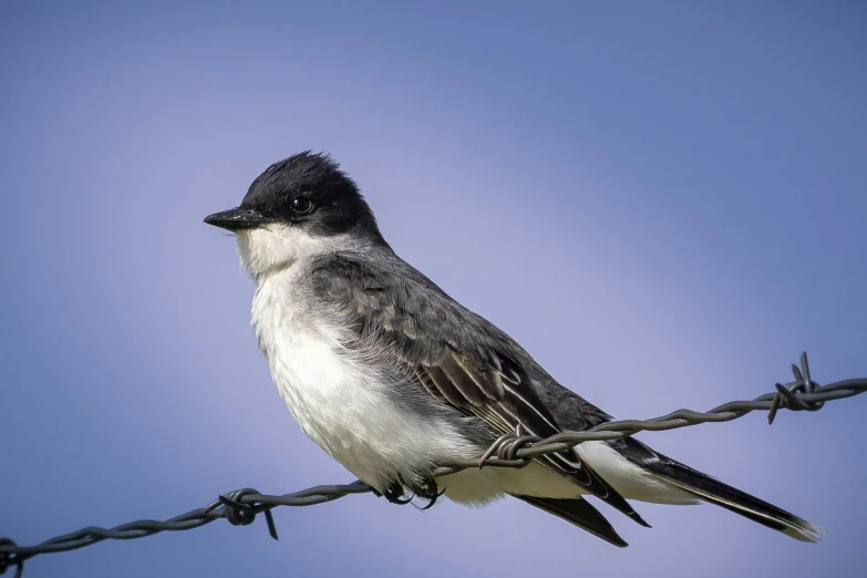 a bird sitting on top of a fence with razors