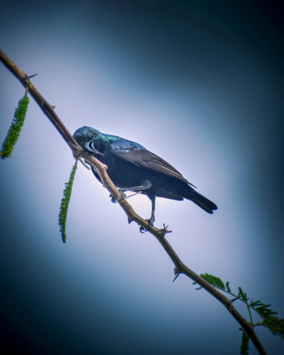 a blue bird perched on a nch with leaves