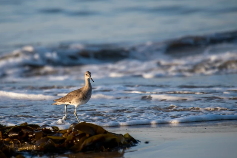 a bird is standing on the beach by the water