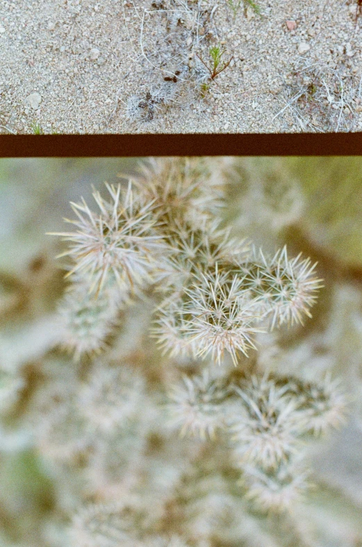 a bunch of plants with small white buds