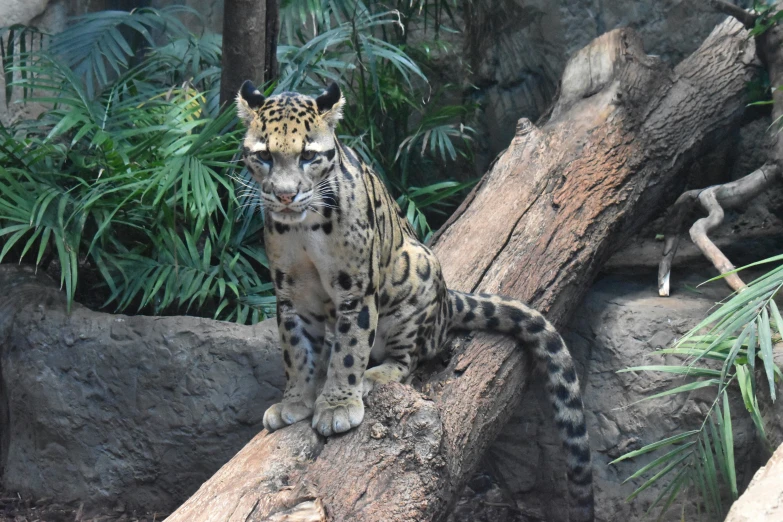 a very big cute leopard sitting by some rocks