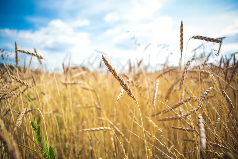 a grass field with lots of dry plants growing on top