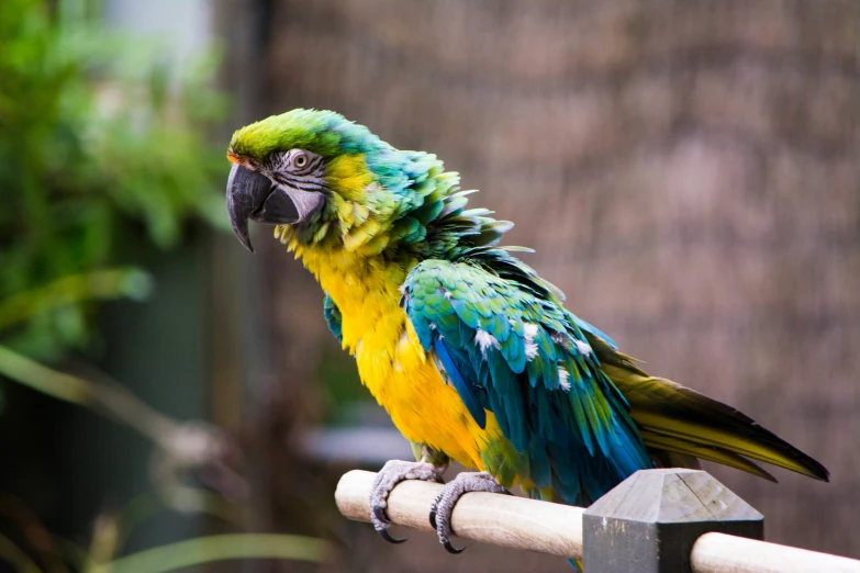 a parrot that is sitting on a wooden fence