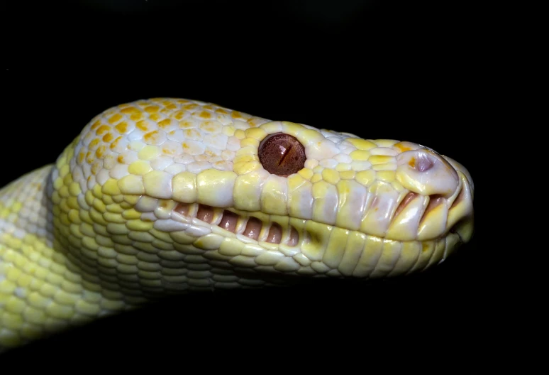 a snake with large orange spots on it's eyes