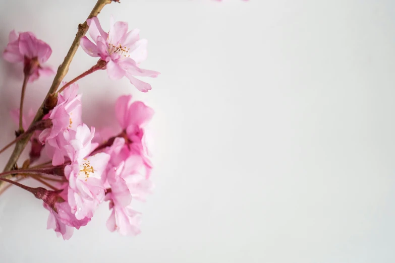 some pink flowers are placed on a table