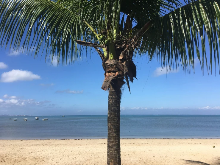 the palm tree is on the beach by the water